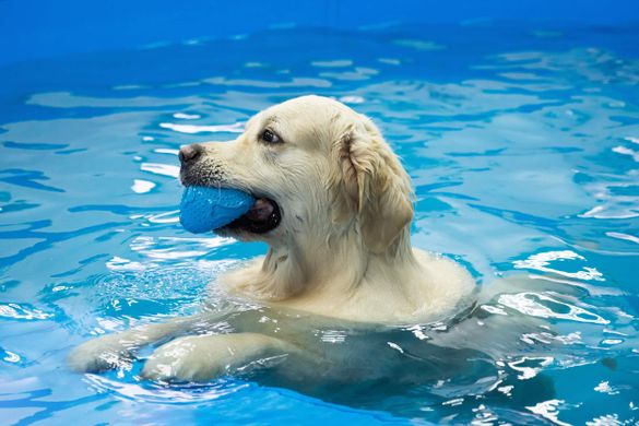 Perro nadando en piscina