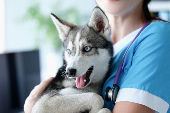 Husky en brazos de una veterinaria